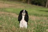 CAVALIER KING CHARLES 727